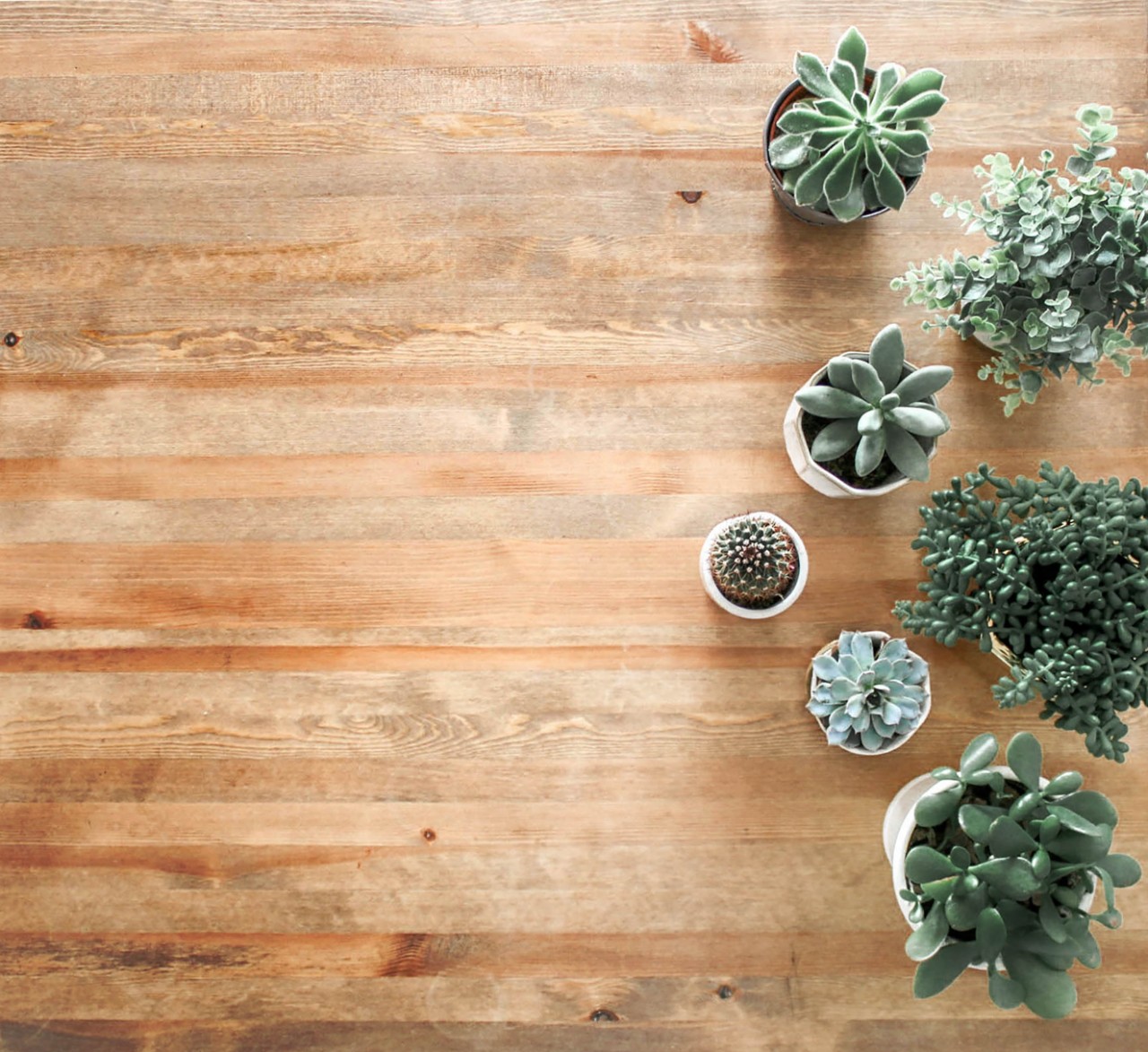 plants on wooden table