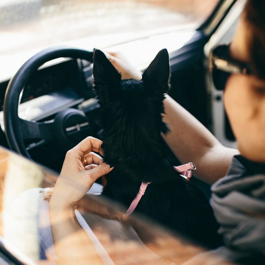 person driving with dog on their lap